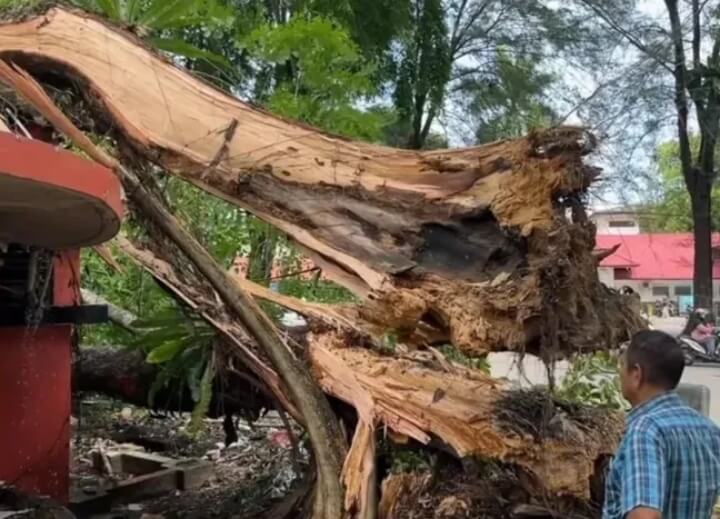 Pohon Tumbang
